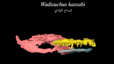 تمساح الوادى  تمساح الوادى
