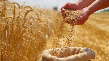 تفسير رؤية حصاد القمح في المنام