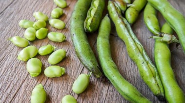 تفسير رؤية الفول الأخضر في المنام تفسير رؤية الفول الأخضر في المنام