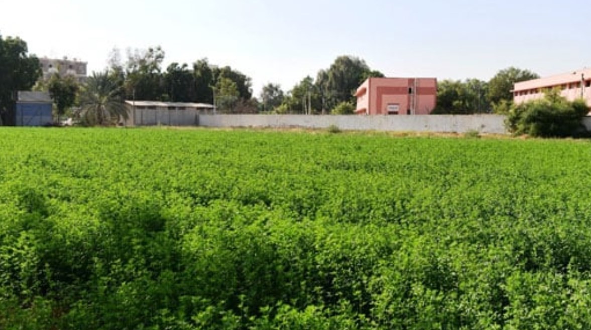 مزرعة في  قنا - أرشيفية