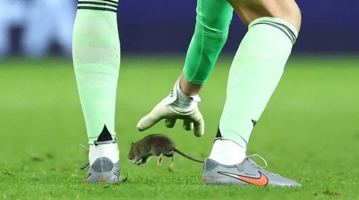 فأر مباراة ويلز وبلجيكا فأر مباراة ويلز وبلجيكا