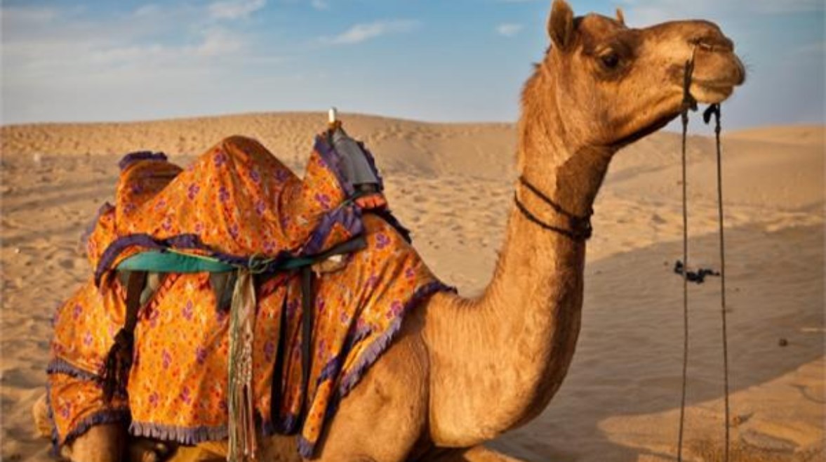 تفسير رؤية الجمل في المنام تفسير رؤية الجمل في المنام