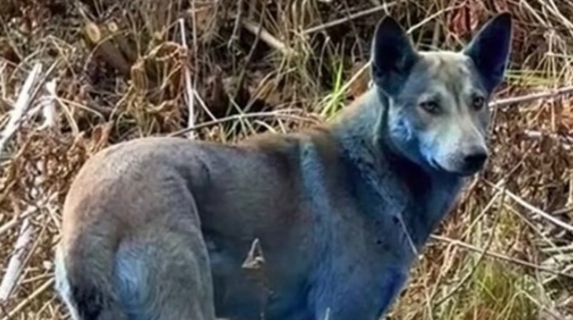 كلاب بفراء أزرق كلاب بفراء أزرق