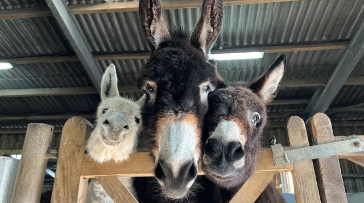 قضاء الوقت مع الحمير قضاء الوقت مع الحمير