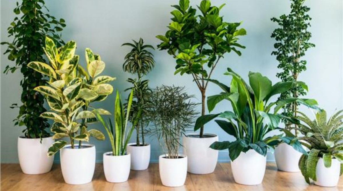 نباتات منزلية لتنقية الهواء نباتات منزلية لتنقية الهواء