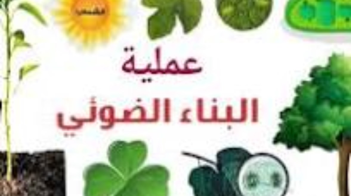 ما الذي ينتج عن عملية البناء الضوئي 
