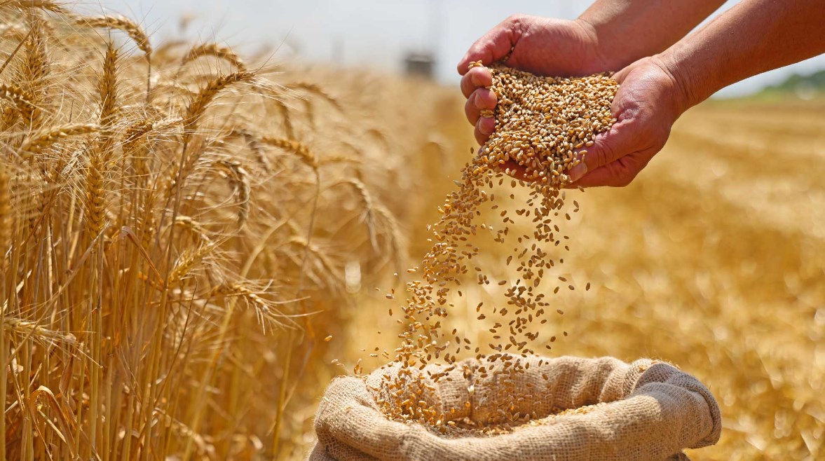 تفسير رؤية حصاد القمح في المنام تفسير رؤية حصاد القمح في المنام