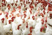 أسعار الفراخ البيضاء اليوم الثلاثاء  