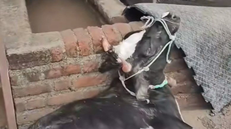 فيديو متداول لنفوق مزرعة كاملة في المنيا