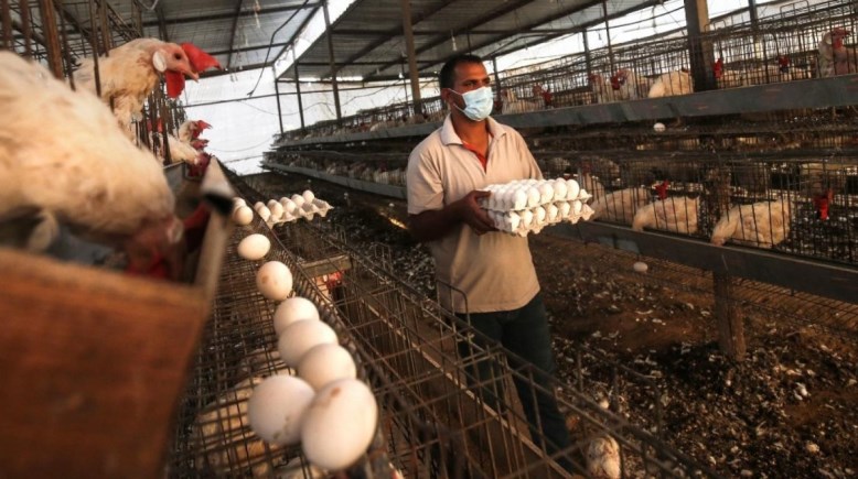 عامل داخل مزرعة دواجن