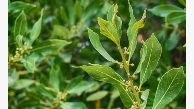 أوراق الغار 