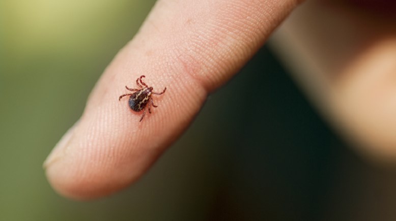 القراد - أرشيفية