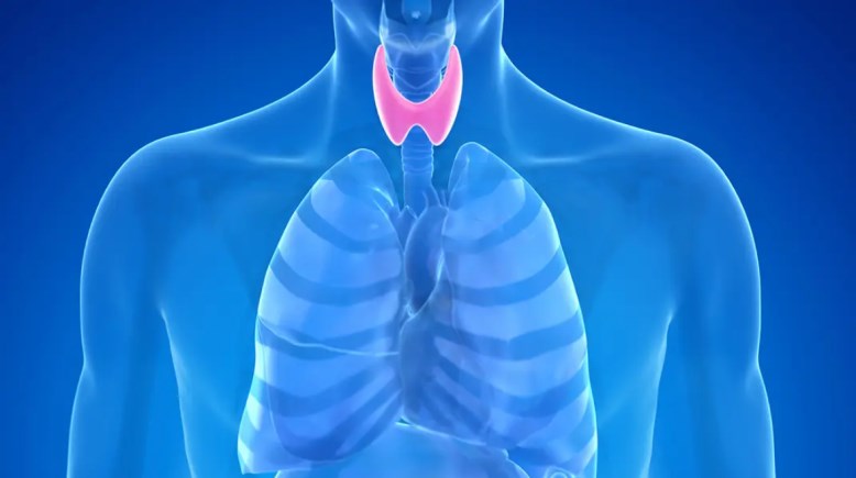 الغدة الدرقية