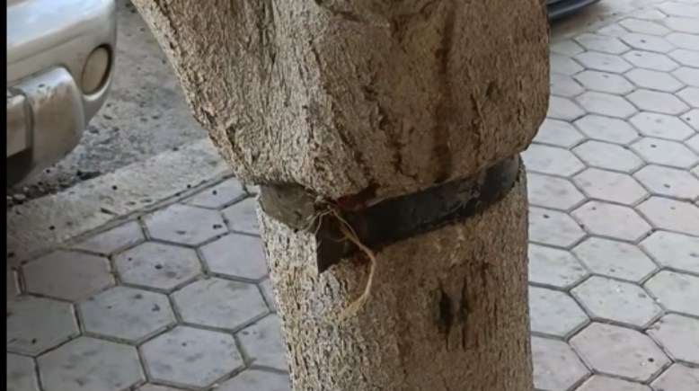 الأفيز الخانق للشجرة