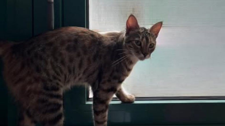 القط المصري من السفارة الألمانية