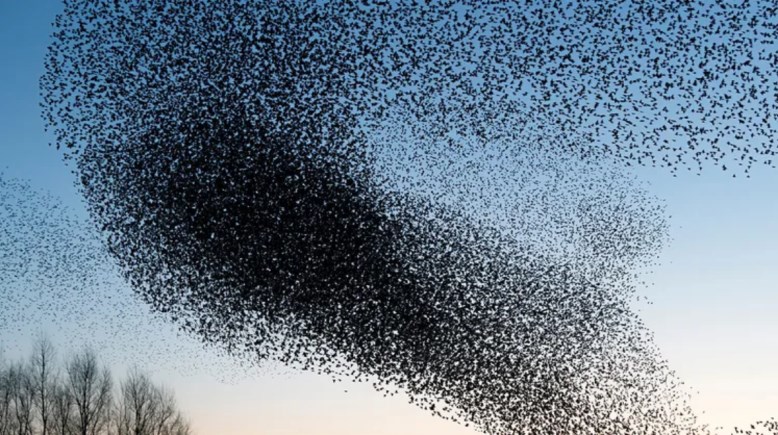 أسراب الزرزور