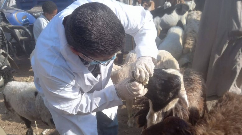 الطب البيطرى 