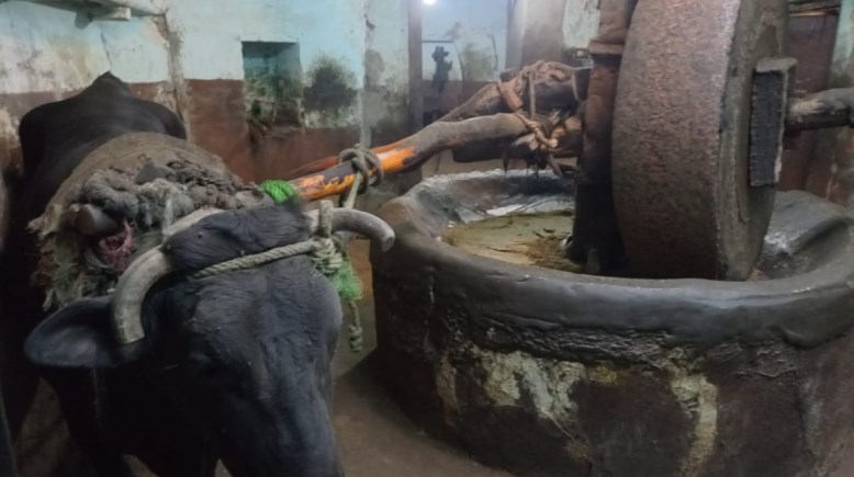 معصرة الزيوت القديمة بقوص فى قنا  