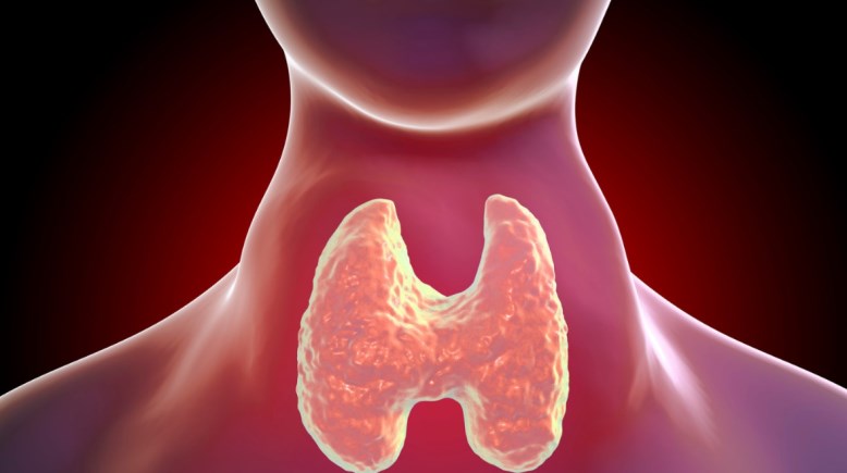 الغدة الدرقية