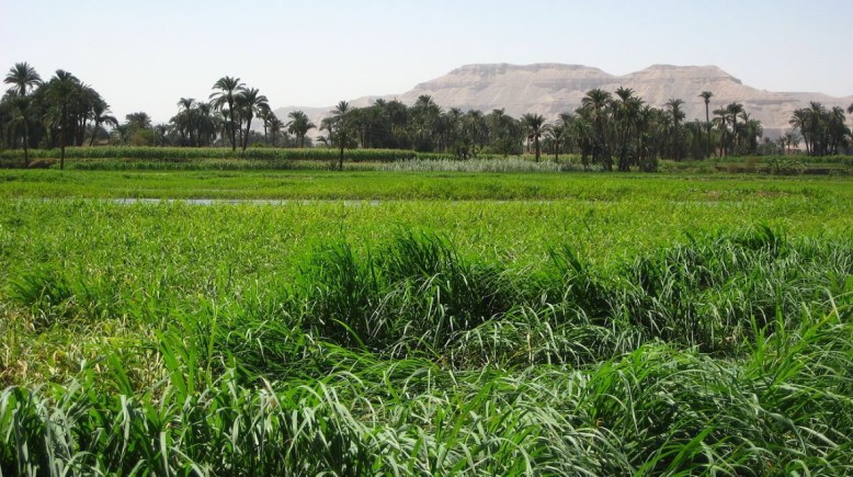 موضوع تعبير عن الريف المصري للطلاب في المدارس