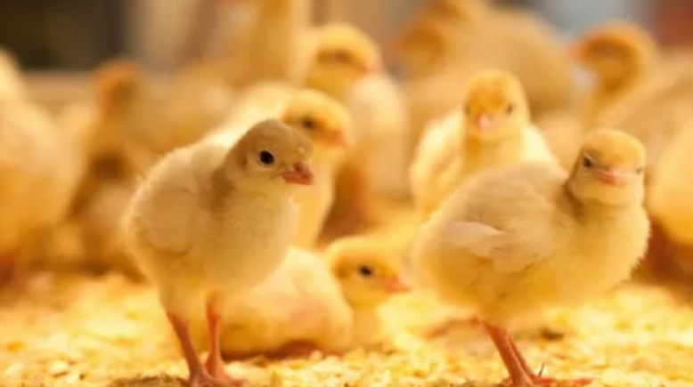 سعر الكتكوت الأبيض اليوم السبت 29 نوفمبر 2025