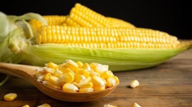 الذرة الحلوة