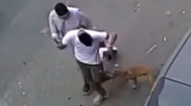 كلب يعقرالمارة بالبيطاش