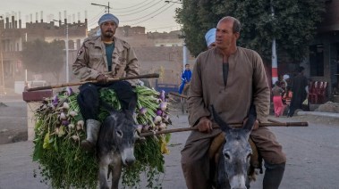 الفلاحين والحمير