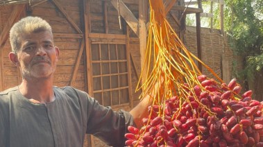 جانب من فاعليات كرنفال جمع البلح الخيري