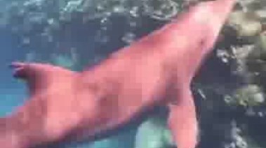 الدولفين العالق 