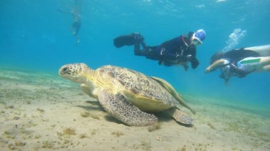 سياح مرسى علم يستمتعون بمشاهدة السلاحف البحرية