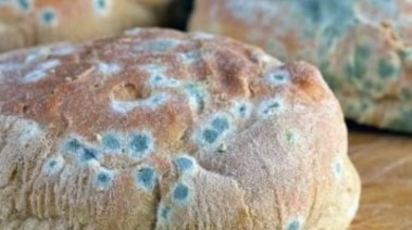 عفن الخبز