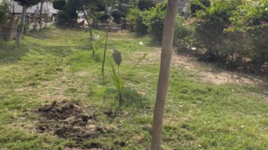 مبادرة 100 مليون شجرة