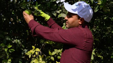 محصول البرتقال