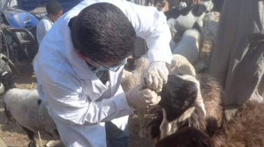 الطب البيطرى 