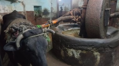 معصرة الزيوت القديمة بقوص فى قنا  