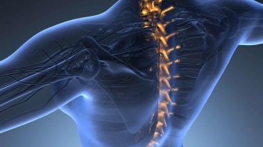 العمود الفقري - تعبيرية