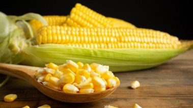 الذرة الحلوة