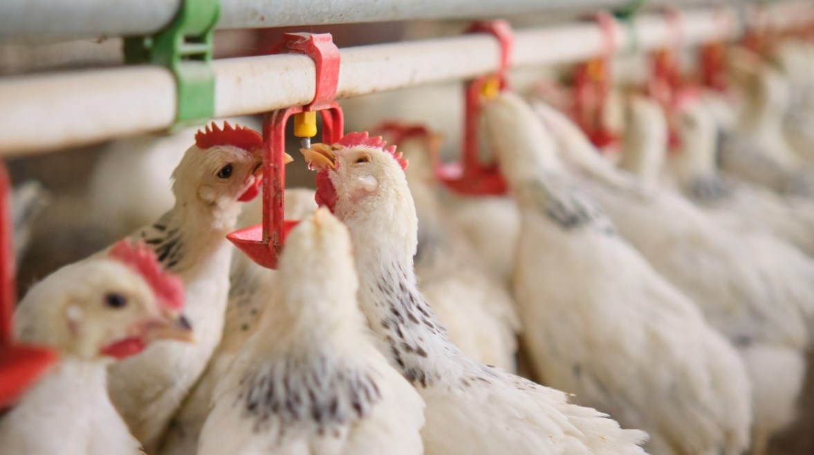 سعر كيلو الفراخ البيضاء اليوم سعر كيلو الفراخ البيضاء اليوم