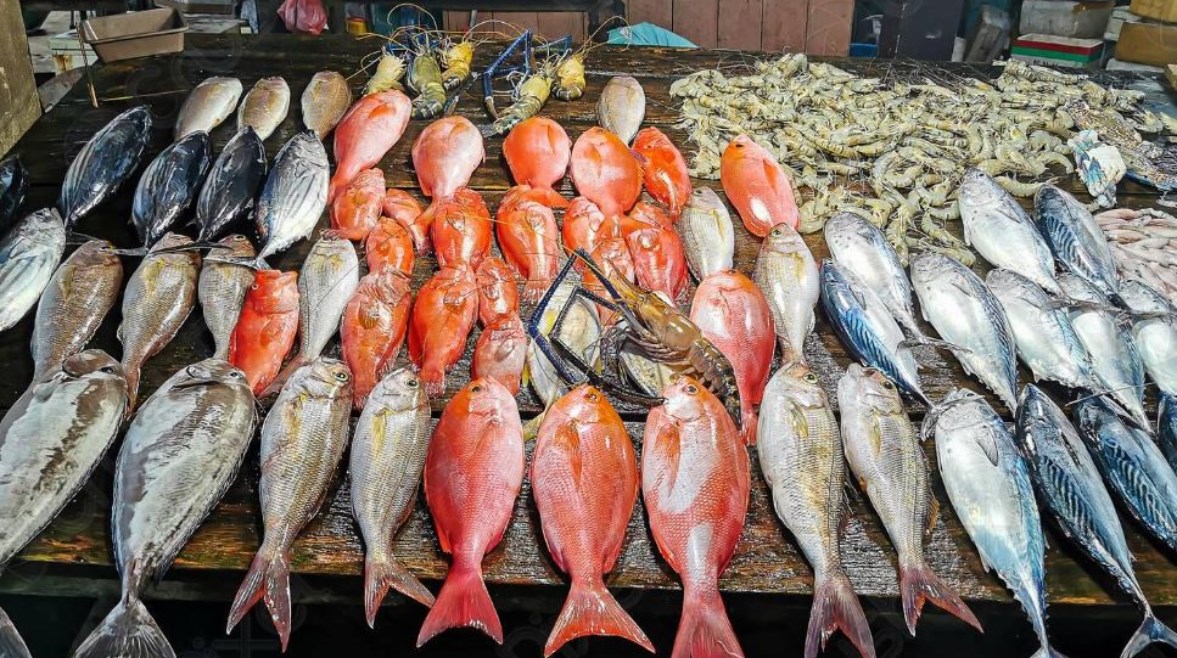 أسعار السمك اليوم