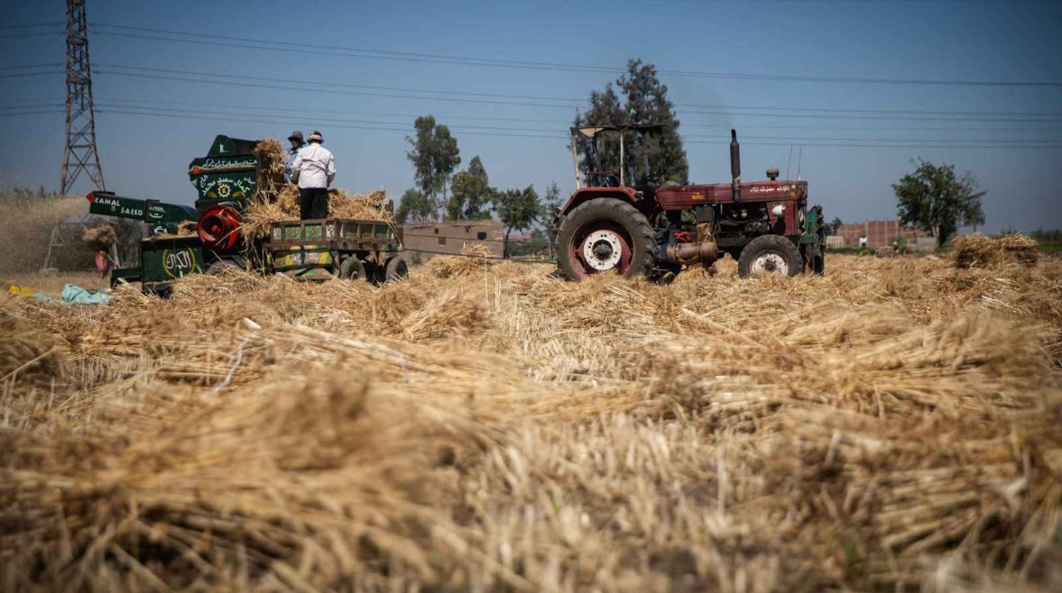 موسم القمح 