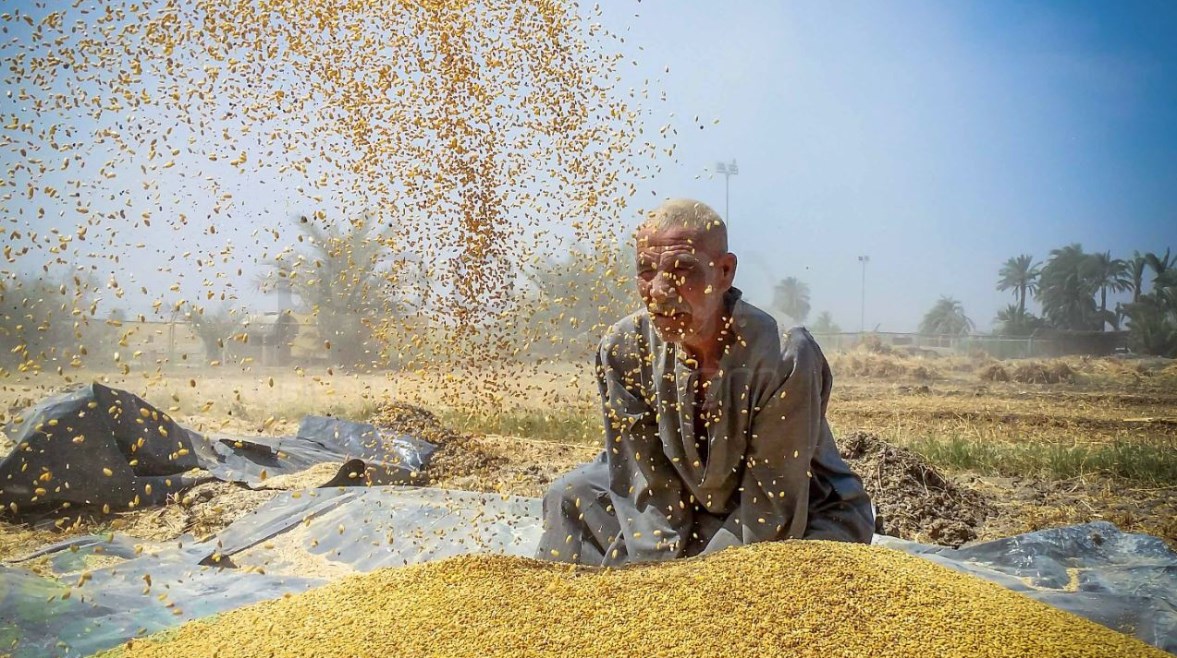 موسم زراعة القمح في مصر