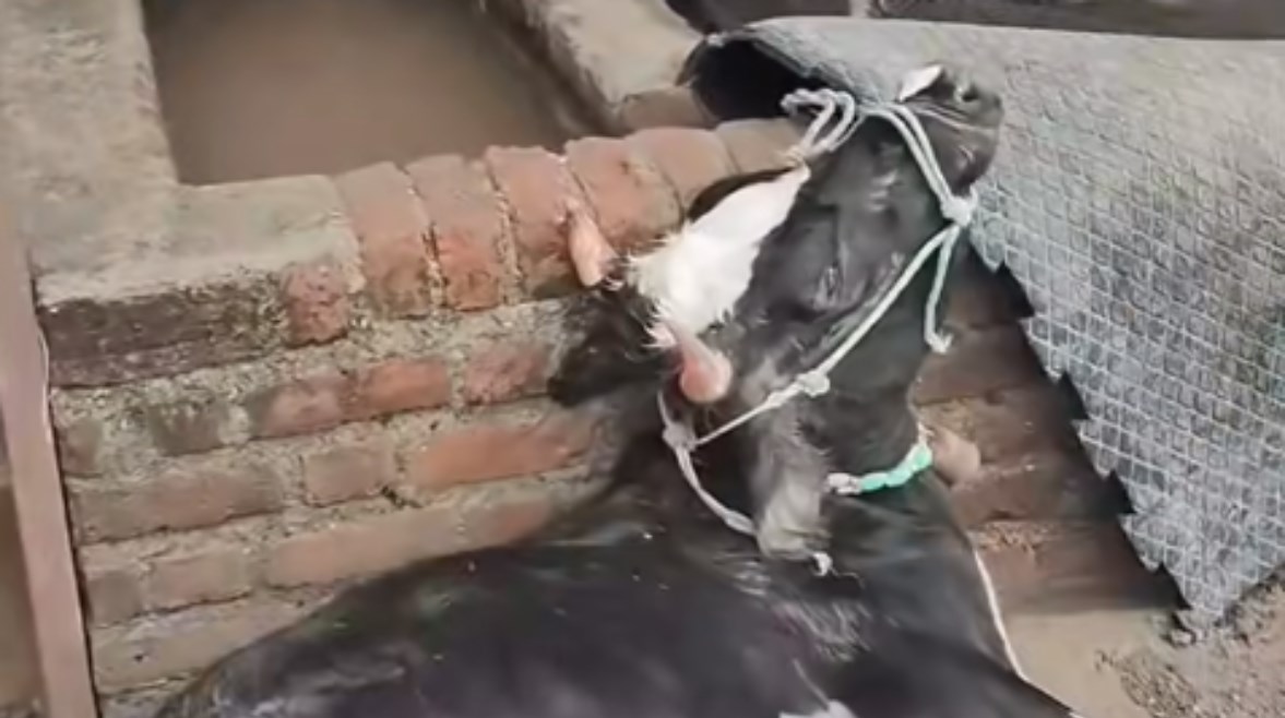 نفوق الموشي