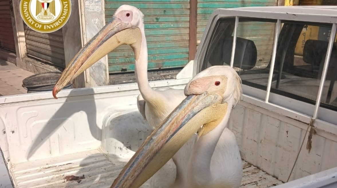 مصادرة طيور البجع 