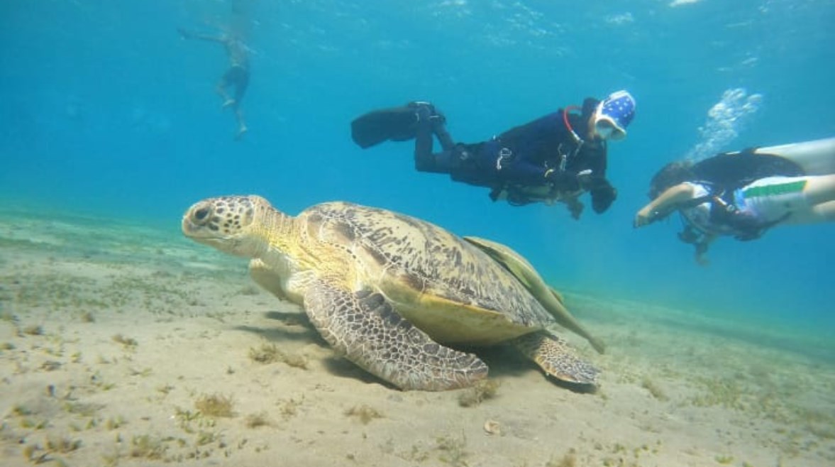 سياح مرسى علم يستمتعون بمشاهدة السلاحف البحرية