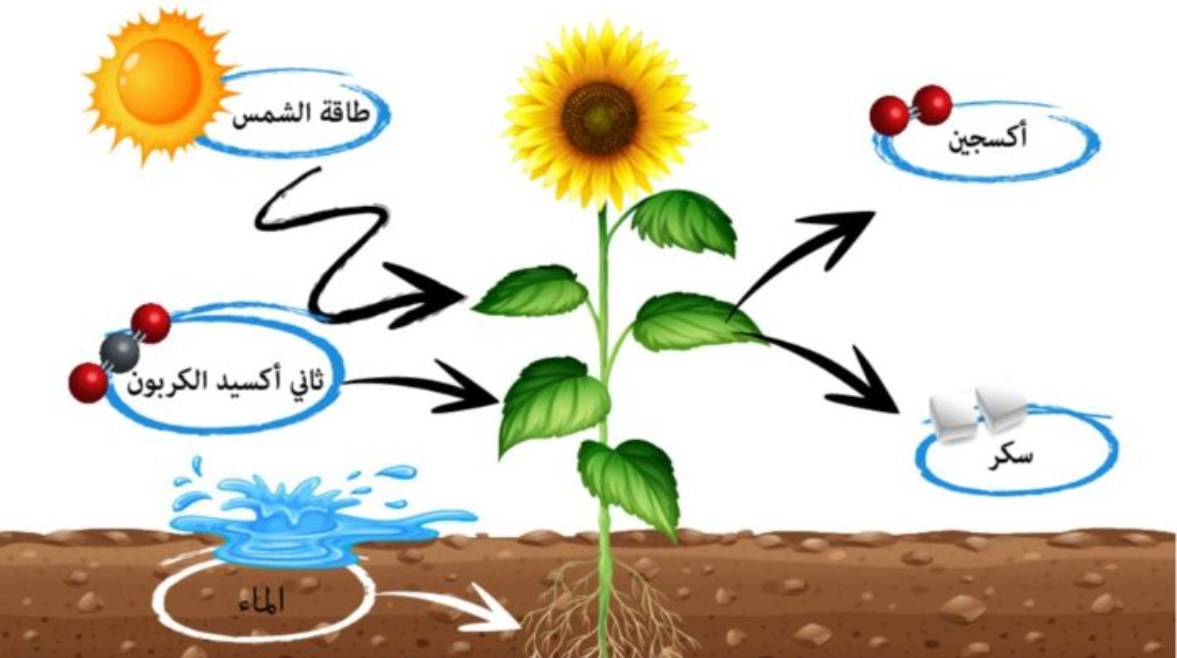 شرح درس البناء الضوئي 
