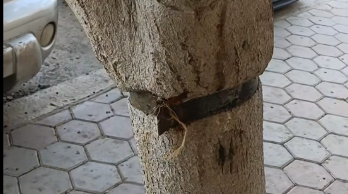 الأفيز الخانق للشجرة