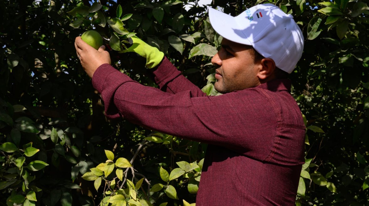 محصول البرتقال