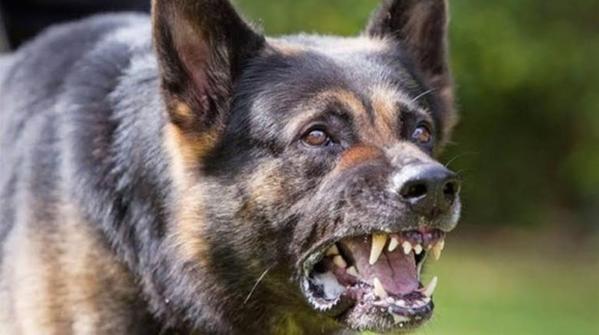 كلب مسعور - أرشيفية