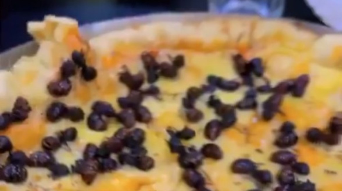 بيتزا النمل